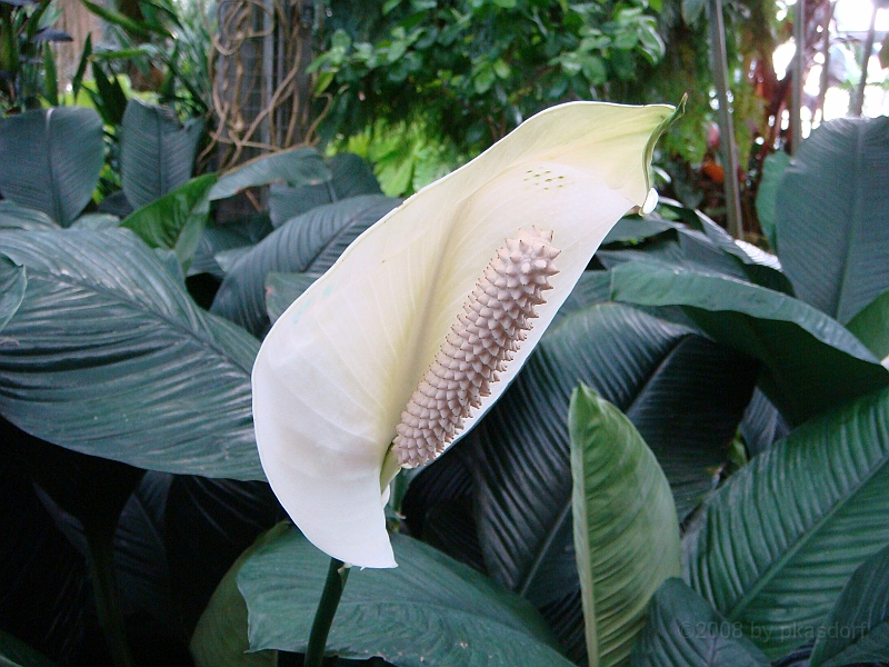 362 Longwood Gardens [2008 August 23].JPG - Longwood Gardens in Pennsylvania